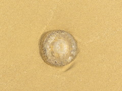 Acromitus flagellatus image