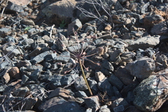 Strumaria karoopoortensis