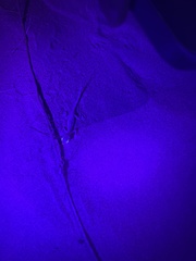 Trigonodactylus arabicus