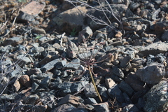 Strumaria karoopoortensis