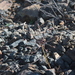 Strumaria karoopoortensis - Photo (c) Alan Horstmann, algunos derechos reservados (CC BY-NC), subido por Alan Horstmann