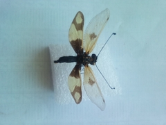 Libelloides macaronius