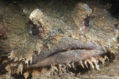 Batrachomoeus dubius