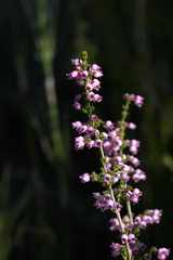 Erica lateralis