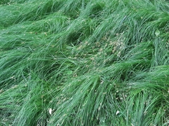 Carex brizoides
