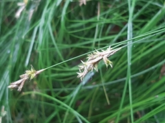 Carex brizoides