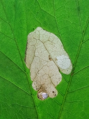 Heterarthrus cuneifrons