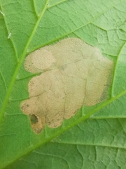 Heterarthrus cuneifrons