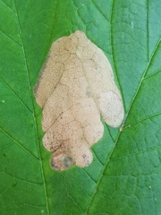 Heterarthrus cuneifrons