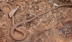 Psammophis schokari