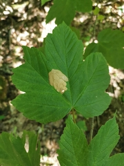 Heterarthrus cuneifrons