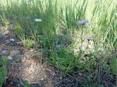 Erigeron formosissimus