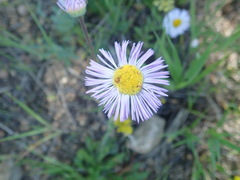 Erigeron formosissimus