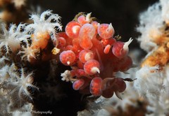 Phyllodesmium poindimiei