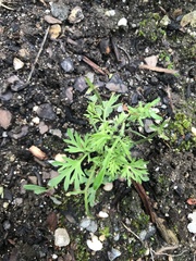 Leucospora multifida