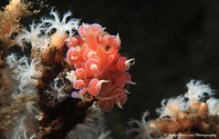 Phyllodesmium poindimiei