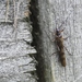 Winter Stoneflies - Photo (c) James Bailey, some rights reserved (CC BY-NC), uploaded by James Bailey