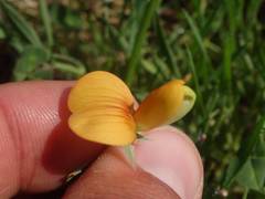 Lathyrus annuus