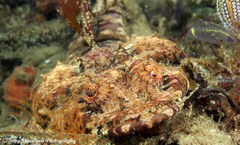 Thysanophrys cirronasus