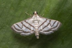 Ravanoa xiphialis