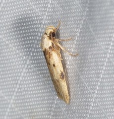 Elaeonoma deltacostamela