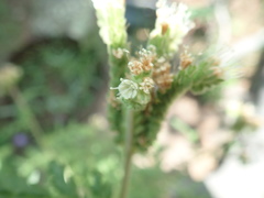 Phacelia alba