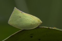 Phyllyphanta declivis
