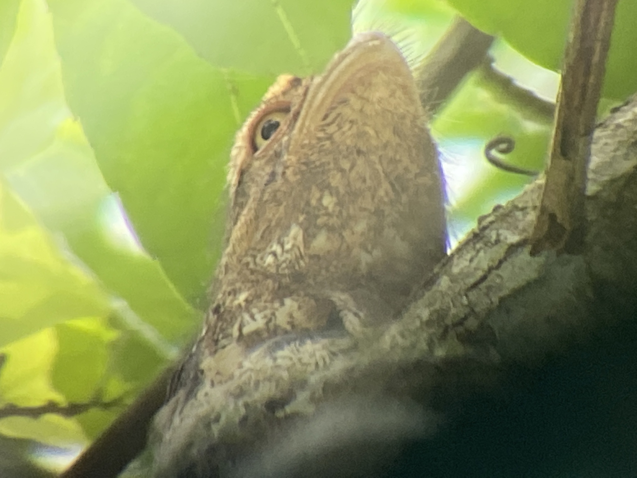 Blyth's Frogmouth (Batrachostomus affinis), photo 5