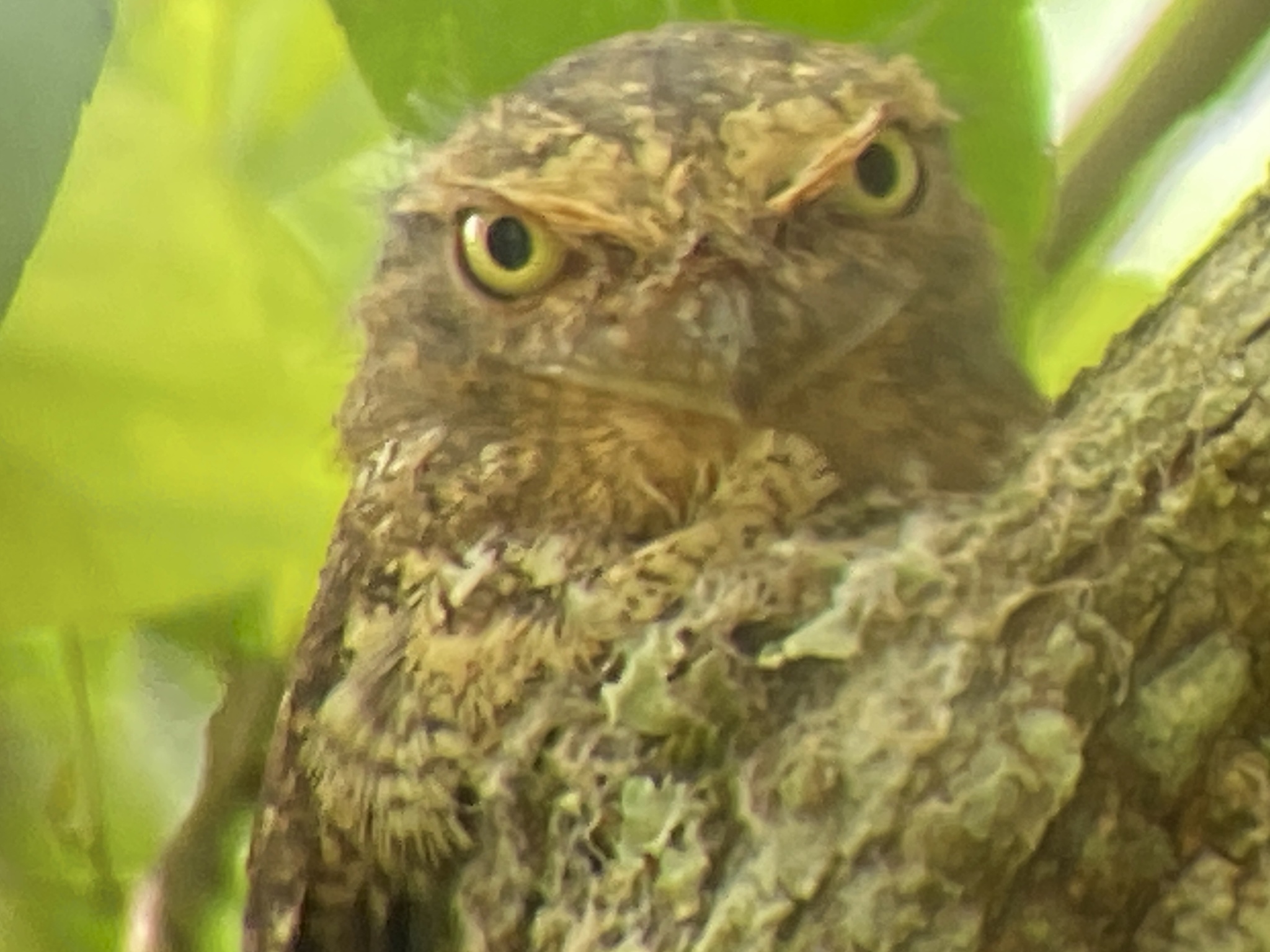 Blyth's Frogmouth (Batrachostomus affinis), photo 6