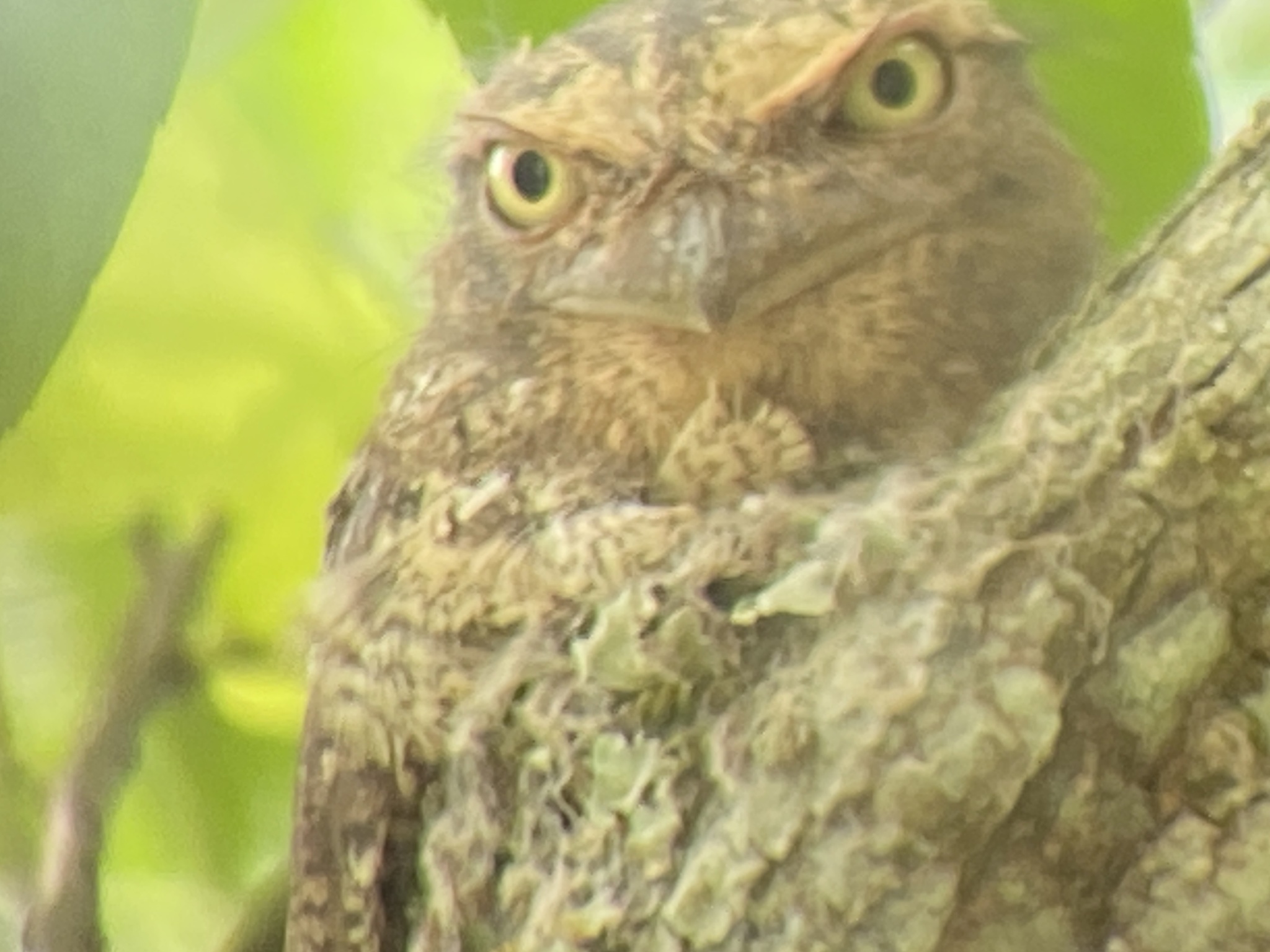 Blyth's Frogmouth (Batrachostomus affinis), photo 7