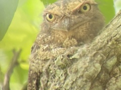 Batrachostomus affinis