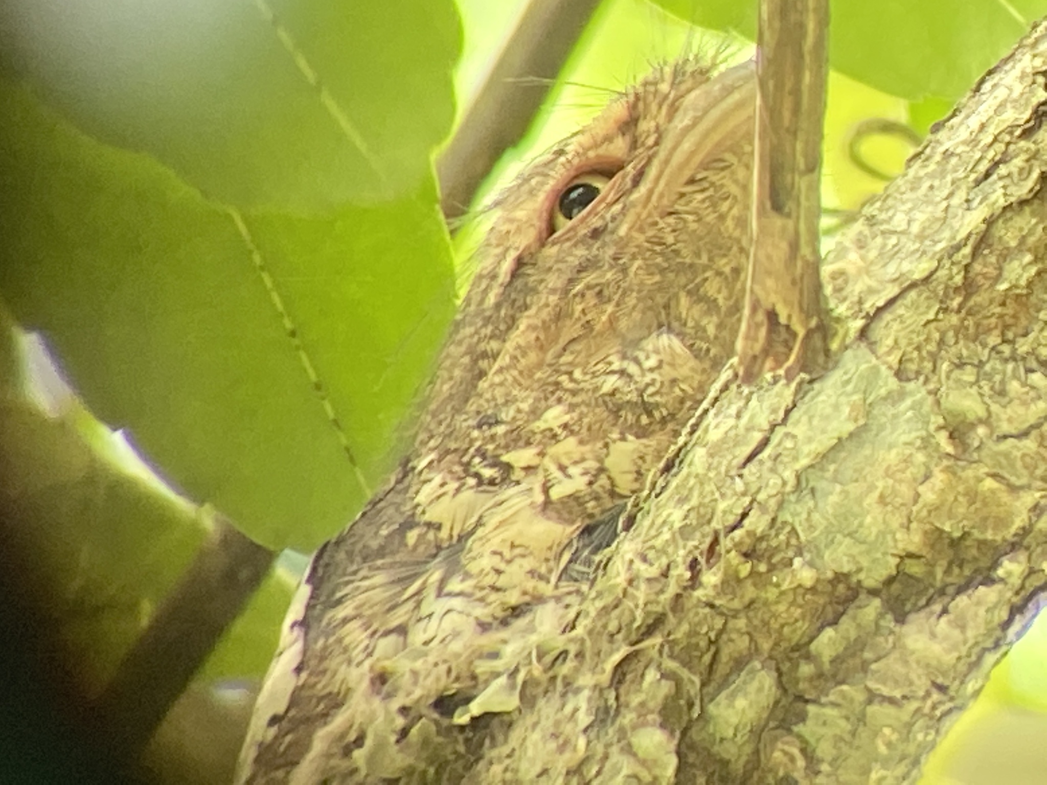Blyth's Frogmouth (Batrachostomus affinis), photo 8