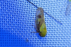 Oncopsis flavicollis