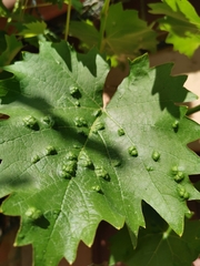 Colomerus vitis