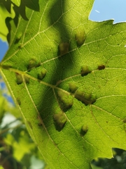 Colomerus vitis