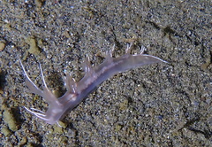 Dendronotus robilliardi