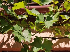 Colomerus vitis