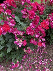 Rosa