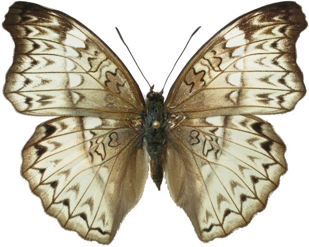 Cymothoe hobarti