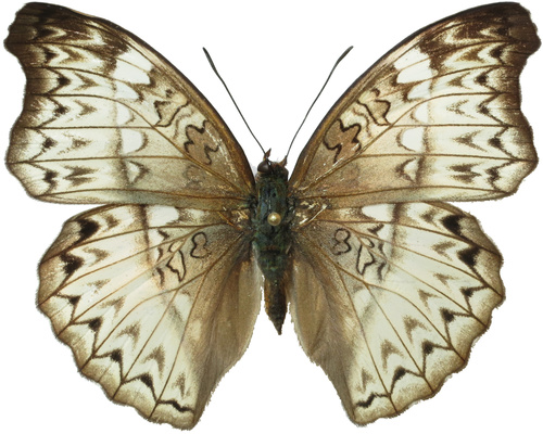 Cymothoe hobarti