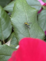 Condylostylus