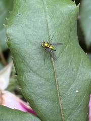 Condylostylus