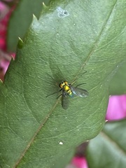 Condylostylus