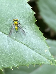 Condylostylus