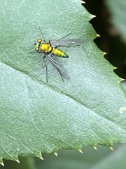 Condylostylus