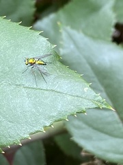 Condylostylus