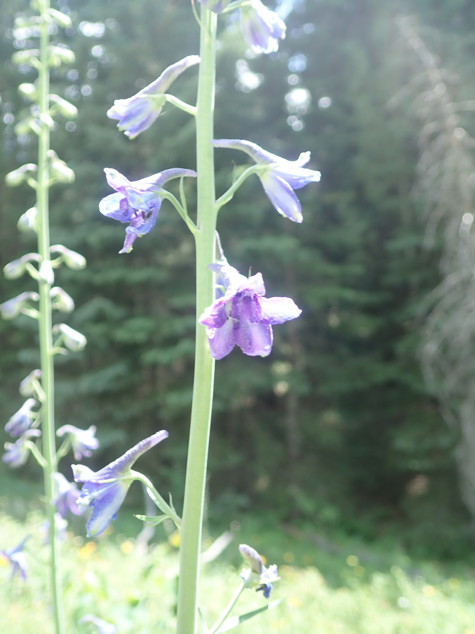 Delphinium ramosum