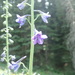 Mountain Larkspur - Photo (c) Audrey Spencer, some rights reserved (CC BY-NC), uploaded by Audrey Spencer