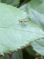 Condylostylus