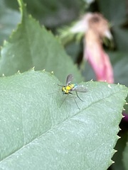 Condylostylus